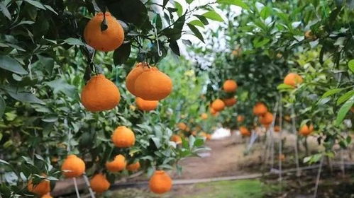 宝鸡市2021美丽乡村休闲旅游行 夏季精品景点线路与苗木繁育产业融合新篇