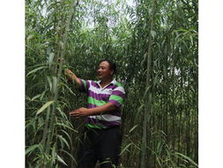 彩叶杨树新品种盘点与产业发展分析 从彩虹杨到全红杨的育种与推广