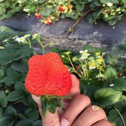 一代枥女草莓苗的种植前景、最佳种植时机与苗木繁育技术解析