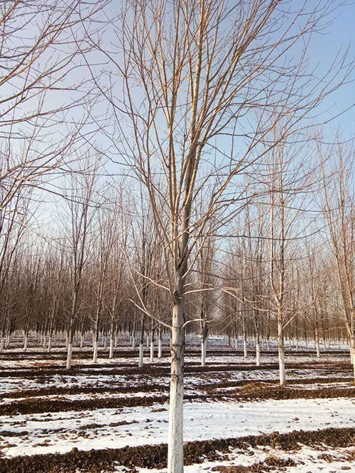 诚信经营 银杏、红枫苗木价格参考与繁育技术概览