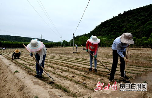 绿苗生金 沃土富民——华池县大凤川林场苗木繁育引领山区群众走上致富路