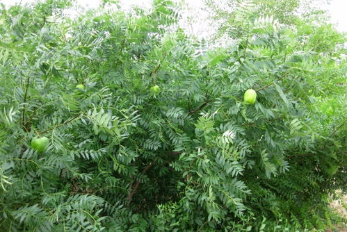 文冠果苗批发与繁育基地 打造绿色产业的优质种源