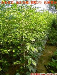 绿化苗木产品与繁育技术 以170苗木为例的图片信息解析