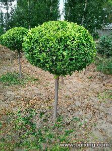 匠心培育 绿动未来 探访天津蓟县造型苗木繁育基地