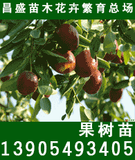 果树苗木产业全览 生产企业、大黄页资源与繁育技术解析