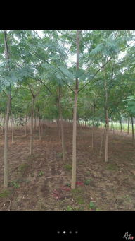 周口市楸树苗木繁育基地 精选良种，绿满城乡