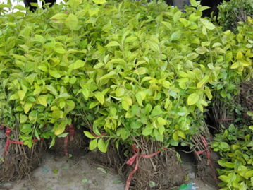 山东心明苗圃 专业繁育优质樱花与樱桃树苗的苗木基地