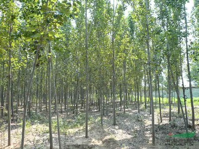 山东8公分毛白杨 绿森苗木繁育基地的优选树种