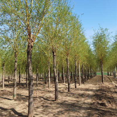 金泽苗木基地 专注金丝垂柳繁育，以长势快、供应稳著称