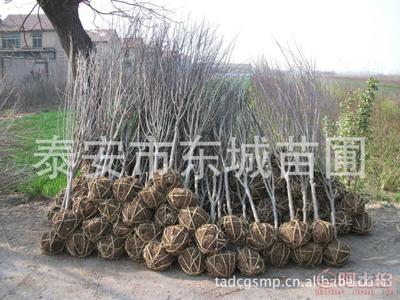 泰安市泰山区东城林果苗木繁育场产品介绍 优质石榴树与核桃苗批发