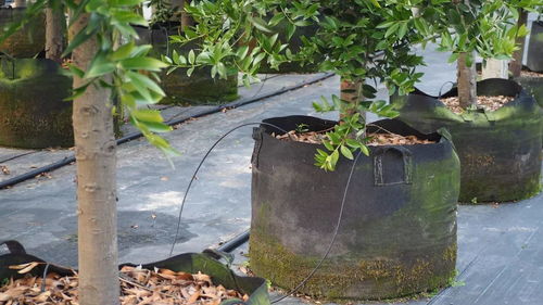 两天太短，没过瘾——2017全国观赏苗木容器苗生产培训圆满结束，苗木繁育技艺交流热潮未减