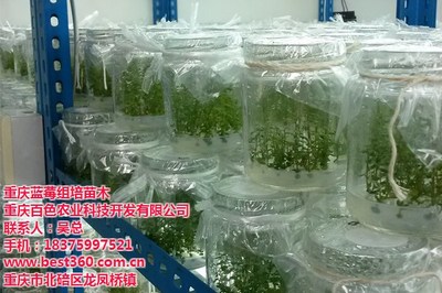 百色农业 蓝莓苗繁育的科学发展路径
