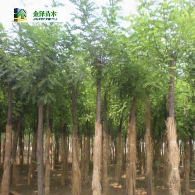 内蒙古刺槐.四川刺槐.重庆刺槐.贵州刺槐_河北保定博野金泽绿化苗木基地_商国互联网
