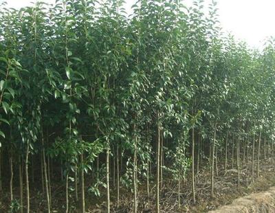 苗木繁育中的常见开花树种及其辨识方法