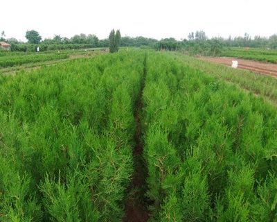 具有价值的侧柏苗市场价格情况及其厂家分析